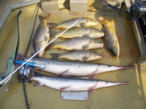 Both the gar and carp from a GA lake are excellent eating fish. 